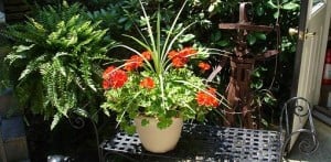 Summer Heat Survival Guide For Your Yard