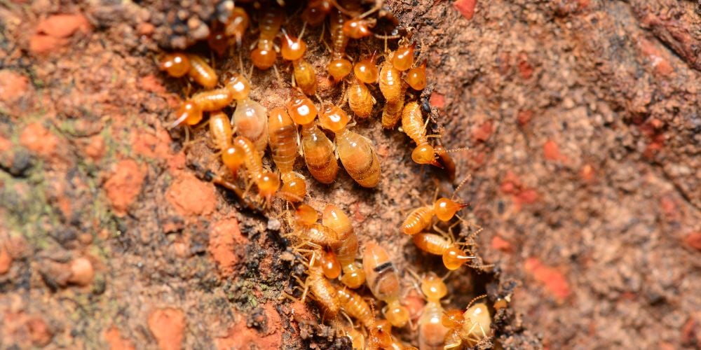 Close-up of a cluster of tiny whitish wood mites or termites on a wooden beam