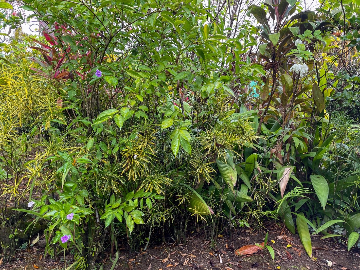 Cozy Colonial Home with Lush Gardens and Prime Commercial Prospects