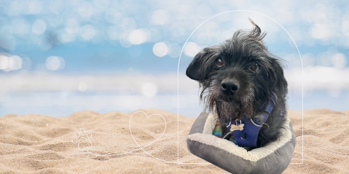 ASK GYPSIE: Discover My Paw-fect Dog-Friendly Spots With Me