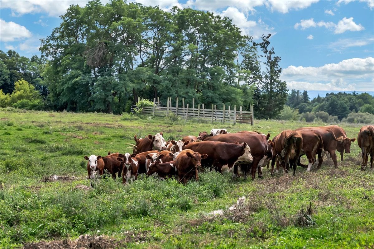 164 Lepper Road | Wenskoski Farm        