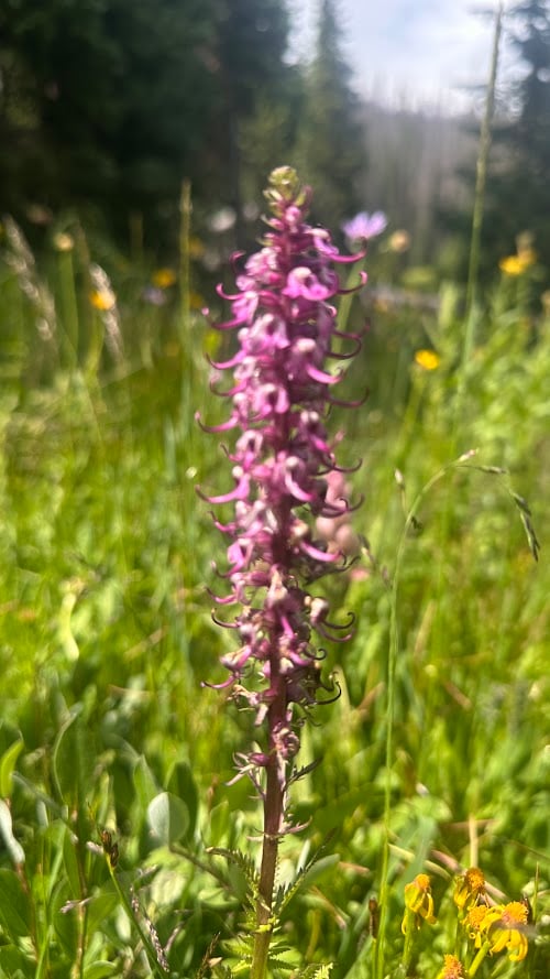 Where the Road Meets the Sky: Driving Trail Ridge Road