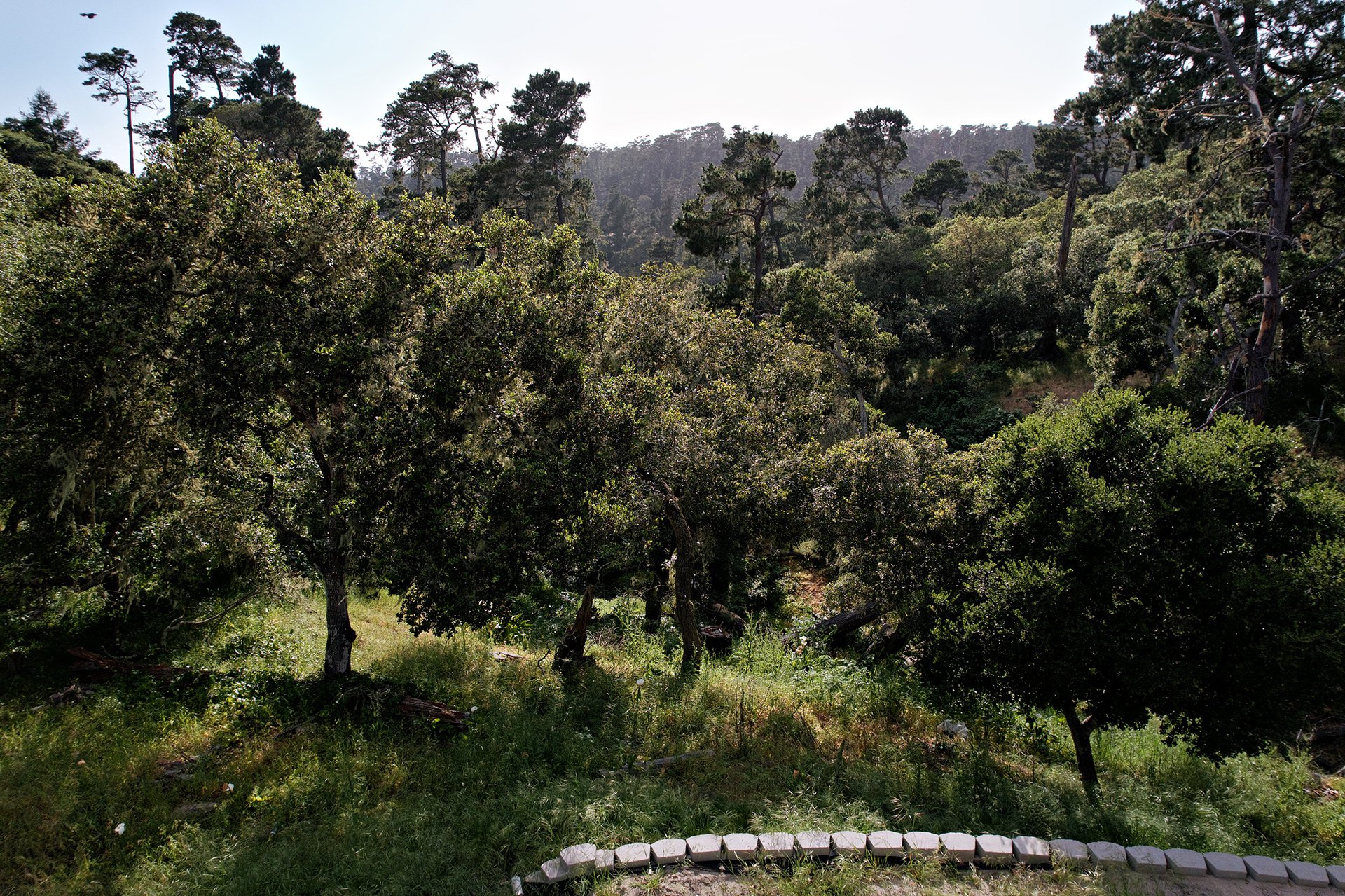 Serene Carmel Woods Lot