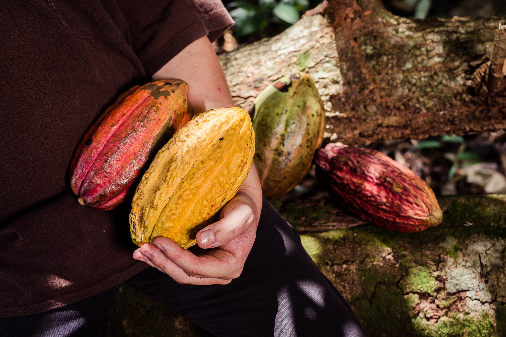 Blue Valley Cacao Farm | High-end gourmet chocolate production.