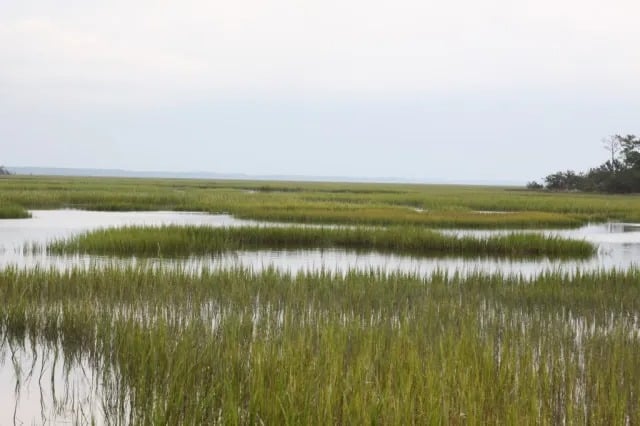 For the Love of Charleston #2