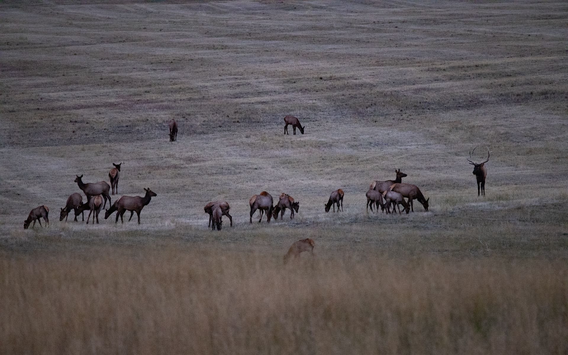 Elk Rich Ranch