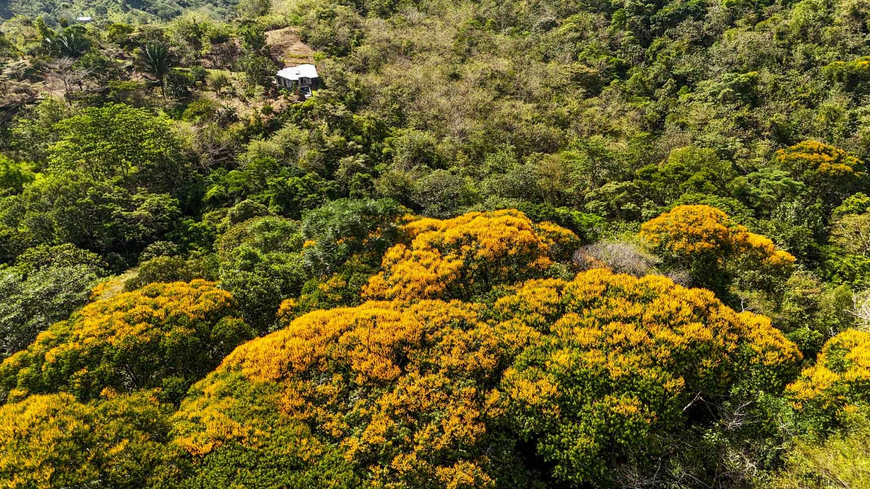 32-Acre Self-Sustainable Off-Grid Farm Near Ojochal with House, Solar Power & River