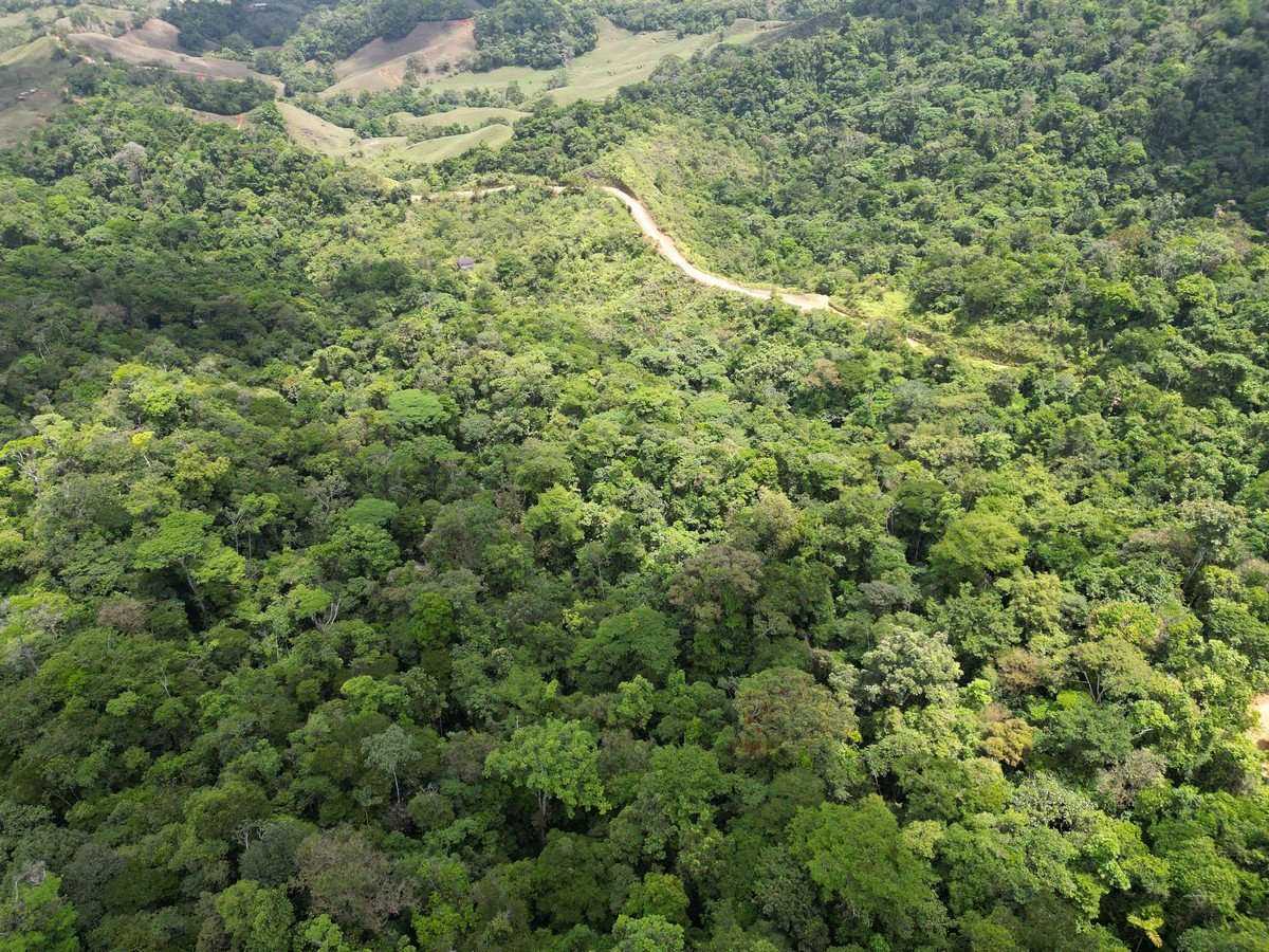 32 ACRES – Mountain Land With Spring, Jungle & Usable Space!!!!