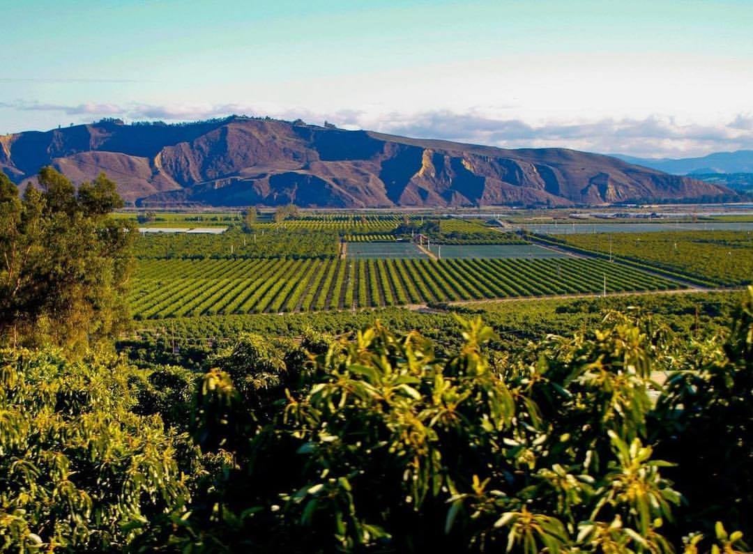 Harvest at Limoneira Phase 2: More Than 500 New Homes Now Selling in Santa Paula