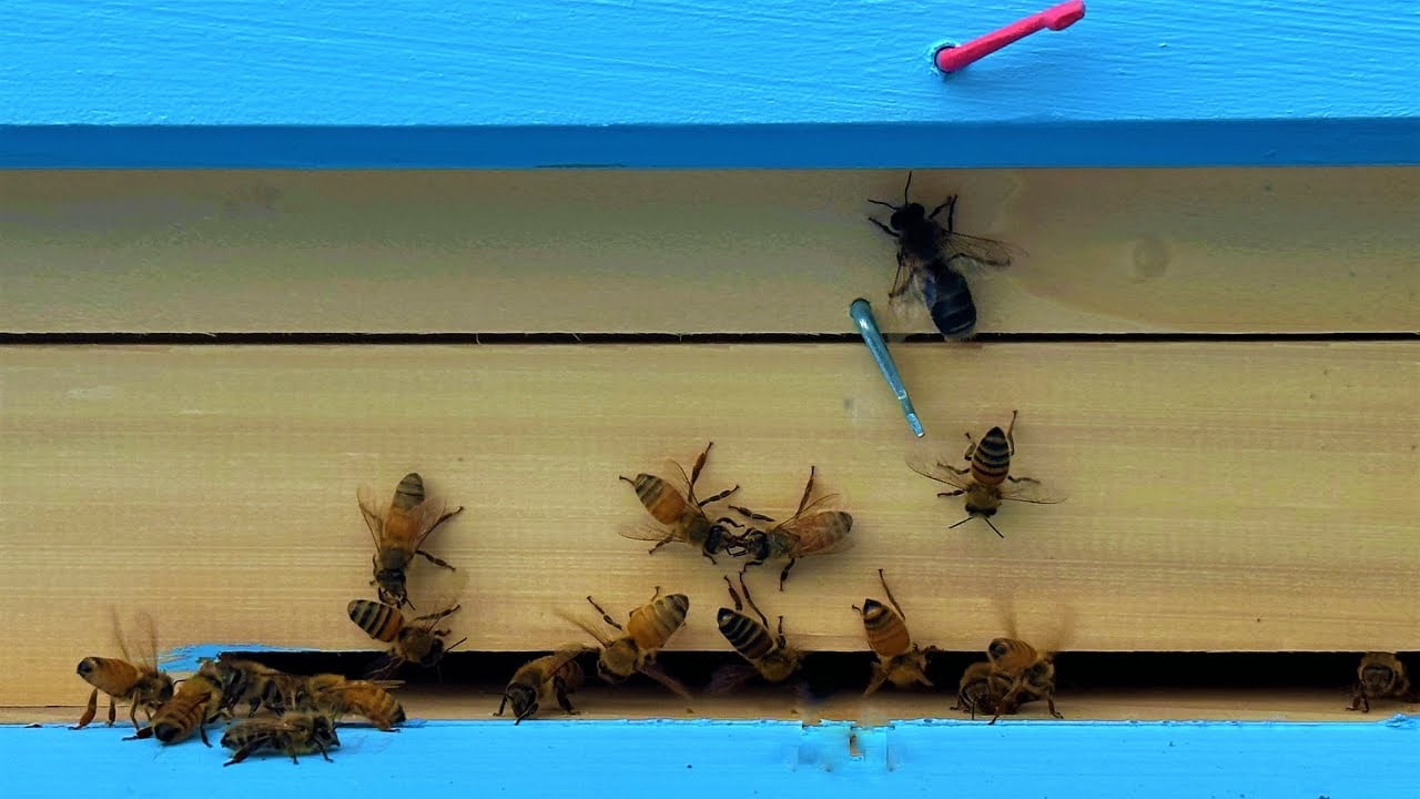 The Sprout Bee Pollinators