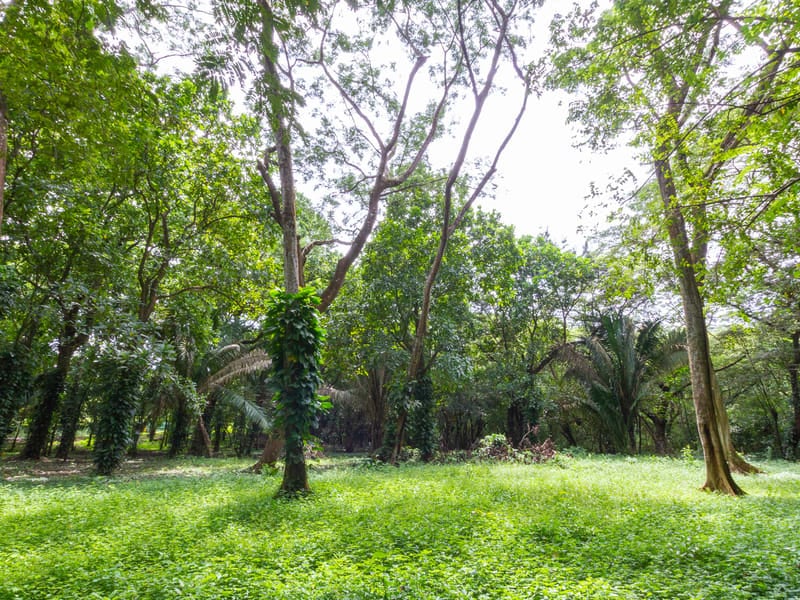 1 Acre Jungle Property