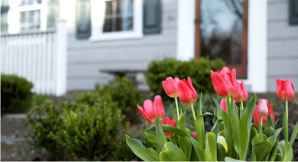 House exterior framed by blooming pink tulips and neatly trimmed shrubs.