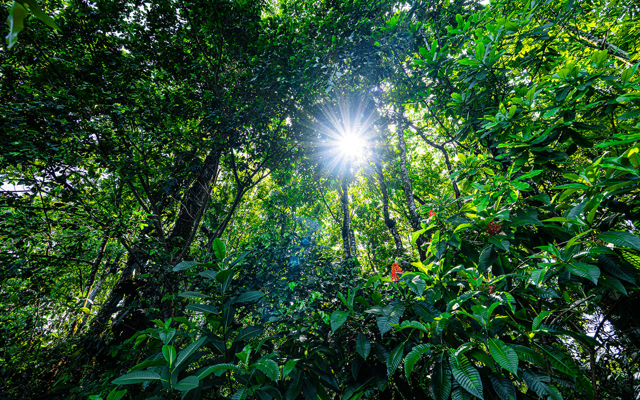 Home Near Downtown Uvita with Private Forest and Creek