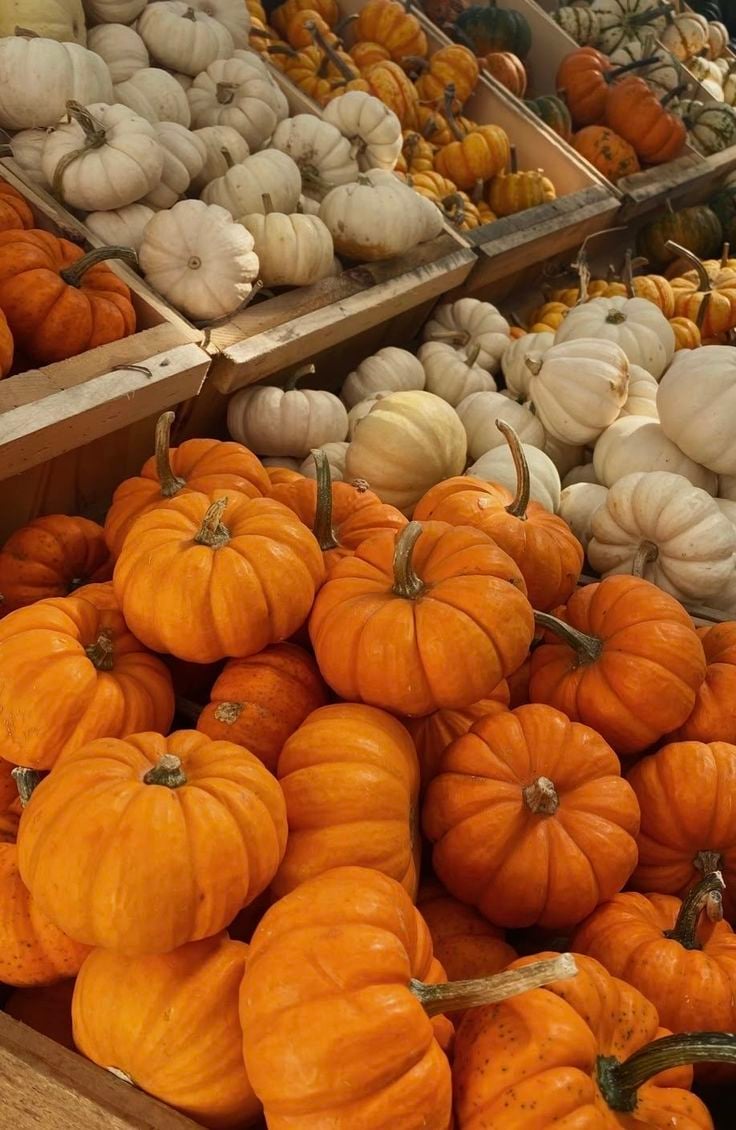 Pumpkin Patch Round Up