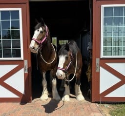 Turnkey Equestrian Estate in Davie County, NC
