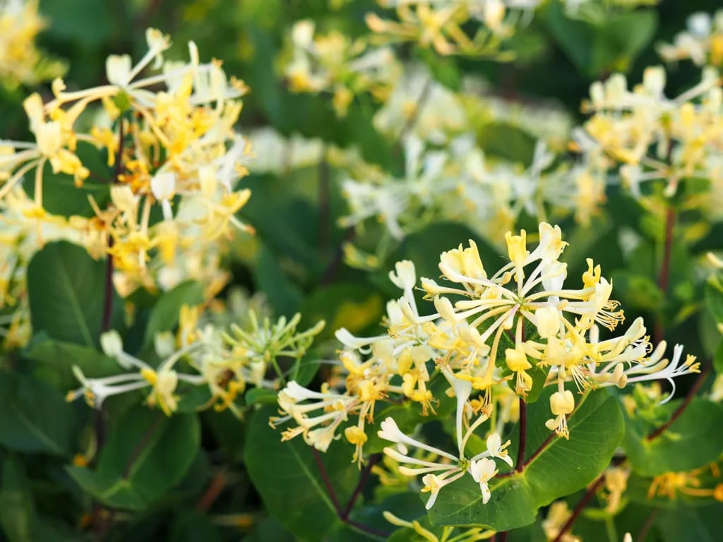 This month in your garden: July tips for St. Louisans
