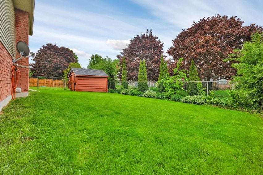 Backyard with a wide green lawn, red storage shed, fence, and mature trees.
