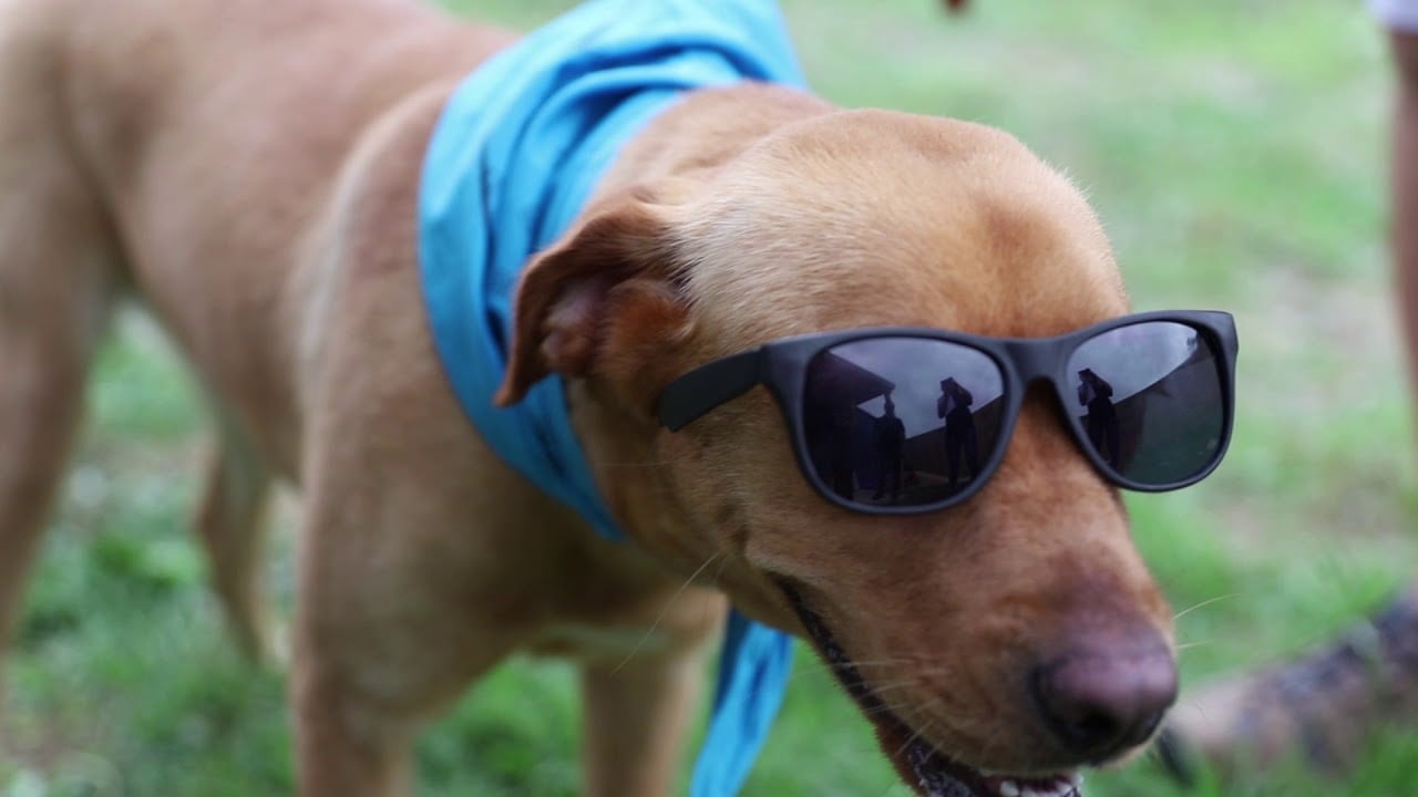 Pet Project - Ep 1