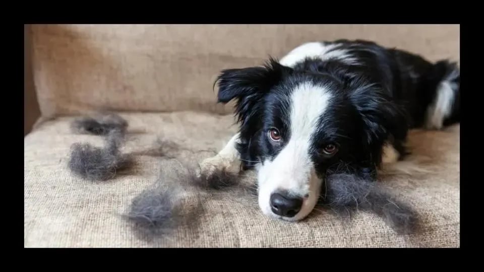 How To Minimize Dog Shedding And Keep Your Home Clean