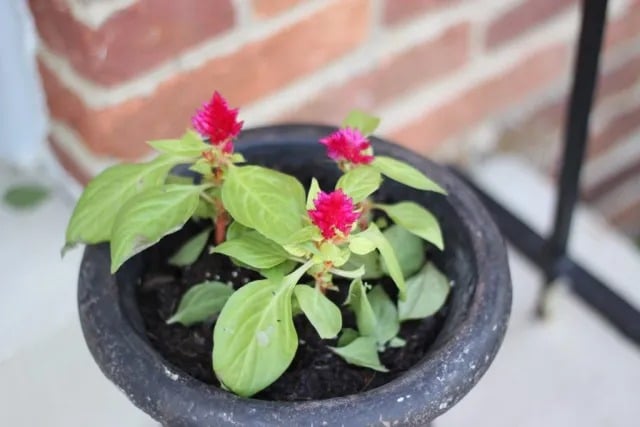 Spring Flowers