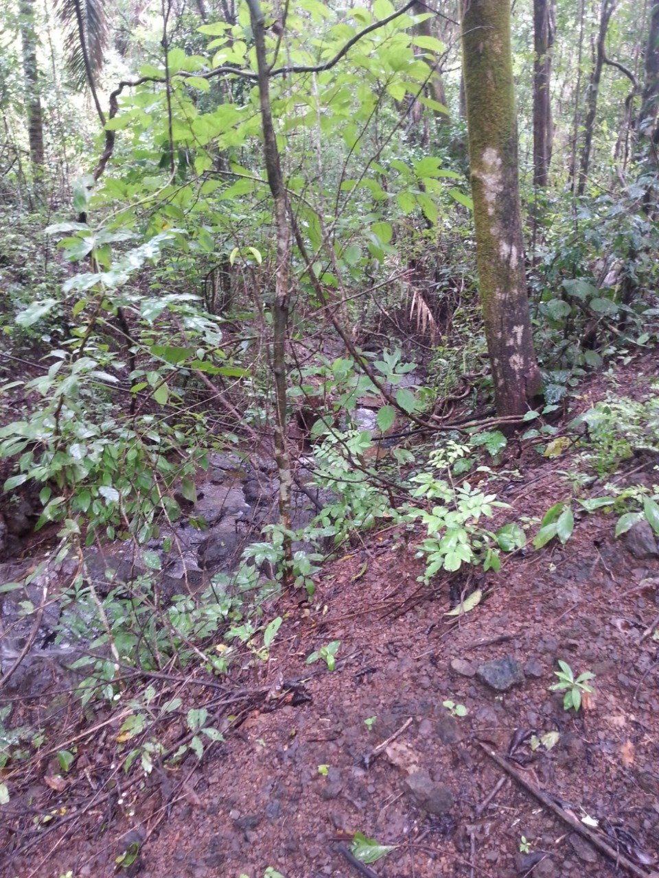 San Juanillo Farm | Large-Scale Ocean View Land with Investment Potential