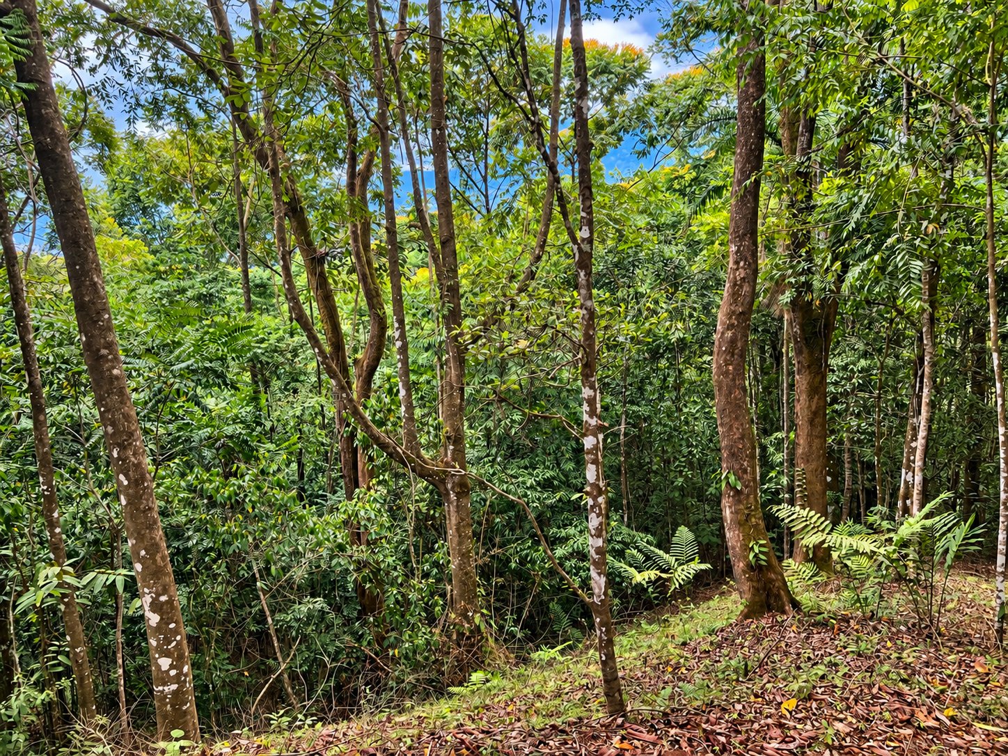 Tinamastes Mountain Escape | Cool Climate, Nature & Endless Potential