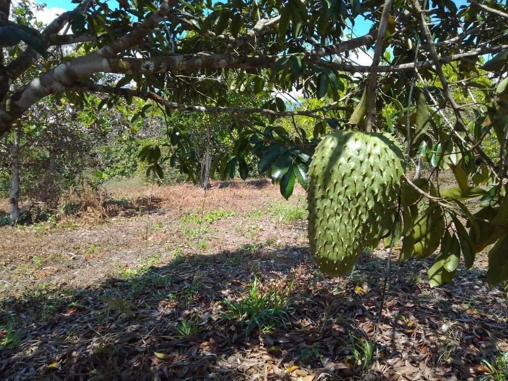 Mountain Fruit Farm Lagoon, Perez Zeledon, San Jose