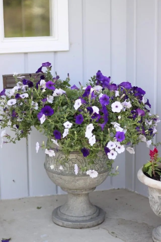 Spring Flowers