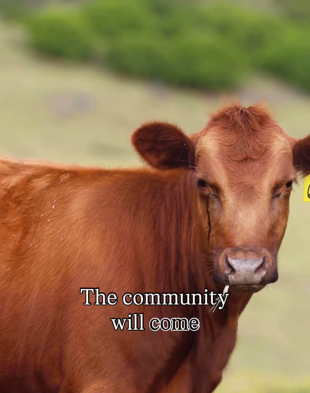 Thompson Road: Where Kula Comes to Life on Foot