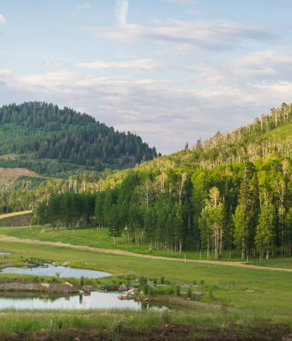 Music in the Meadows
