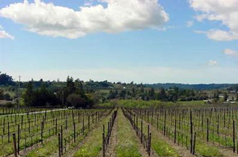 Sonoma County Vineyard