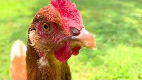 Welcome to the Chicken Channel!