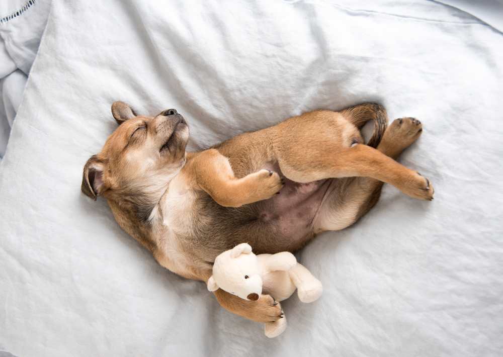The Pampered Pooch: Giving Your Pets a Taste of the Luxury Life