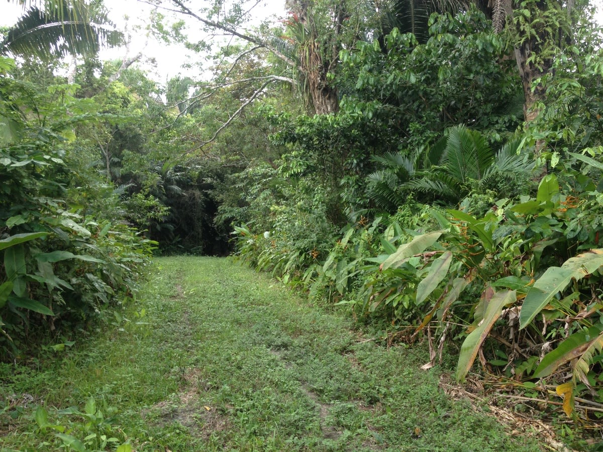 34 acres of prime agricultural land in Belize River Valley