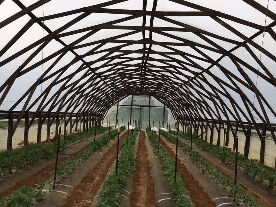 Preparing for Spring High Tunnel Tomato Production