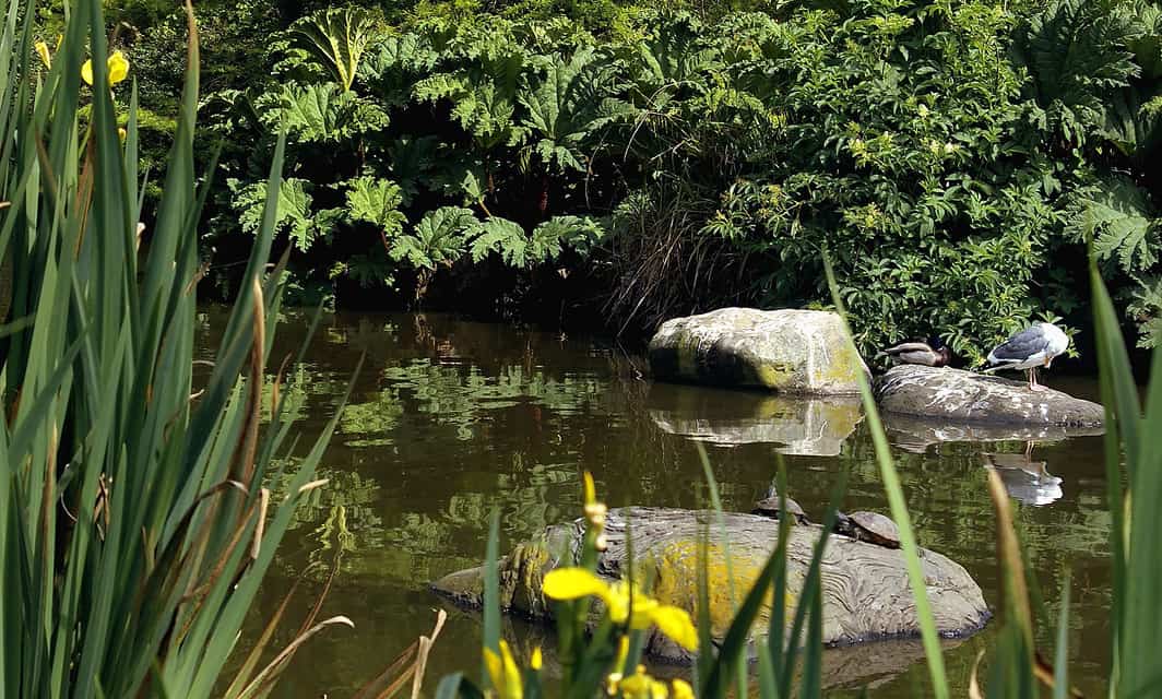 Best of San Francisco: 5 Reasons to Visit SF Botanical Garden Today