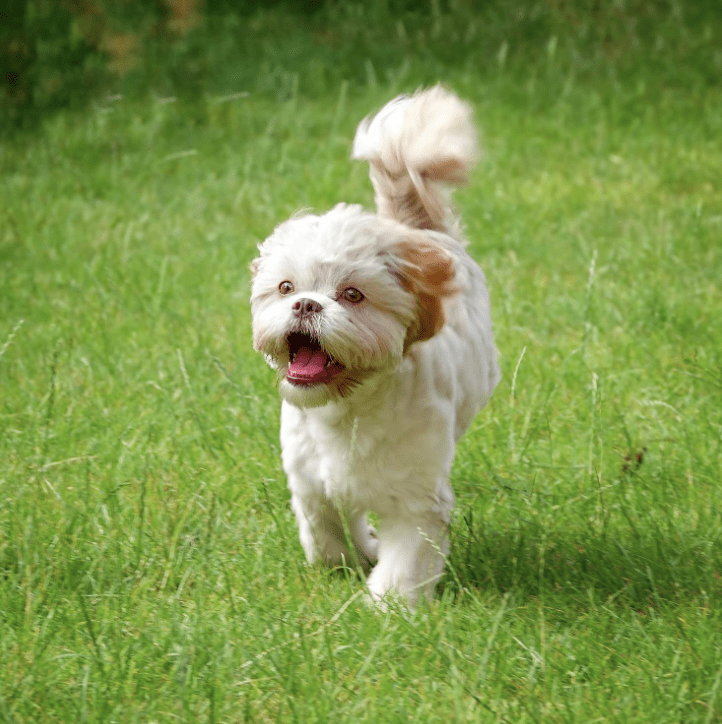 Pet-Friendly Grooming and Dog Park