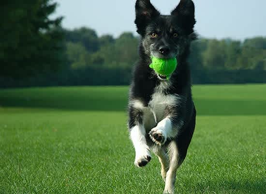 Buying and Selling with Pets