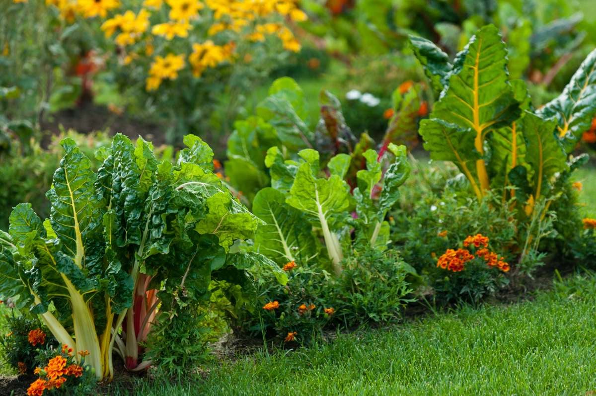 Gardening Myths and Facts Nest Realty - NEST Magazine