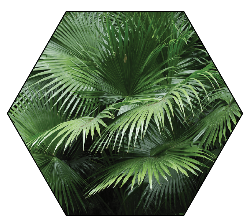 First Impressions - Palms