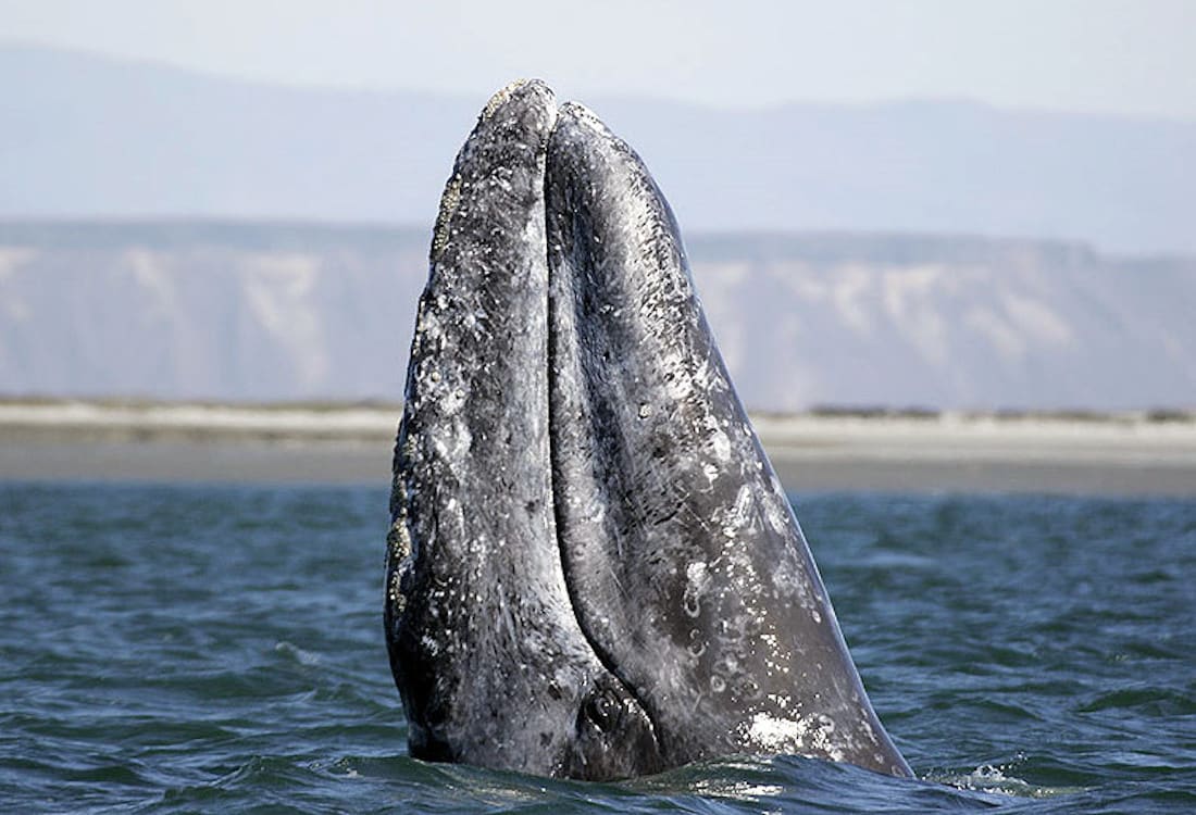 Malibu Gray Whale Migration 