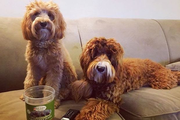 Latest Concession for High-End Rentals: More Than One Dog