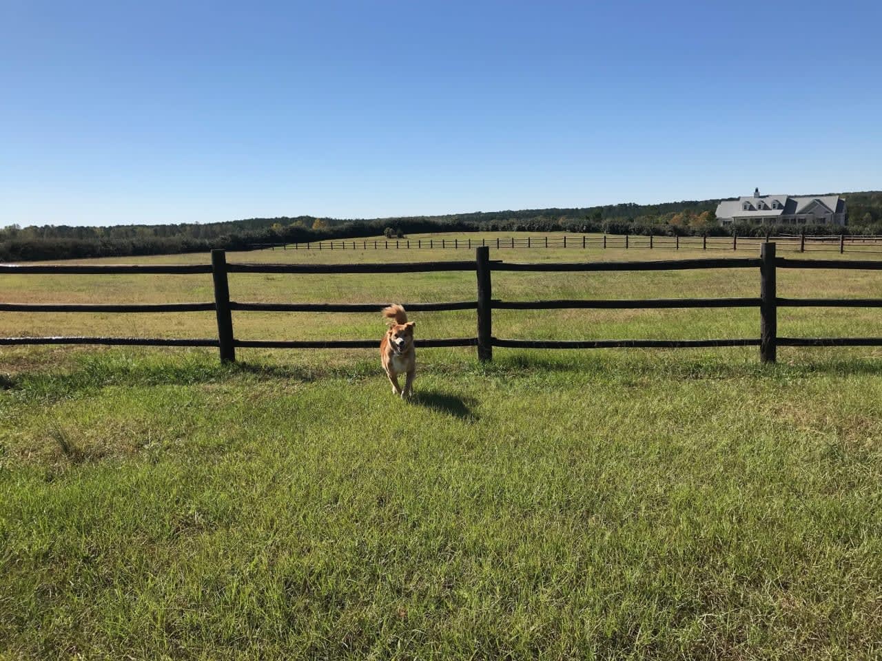 Dog enjoying a vast, sunny estate field, with a luxury home in the background, epitomizing spacious country living.