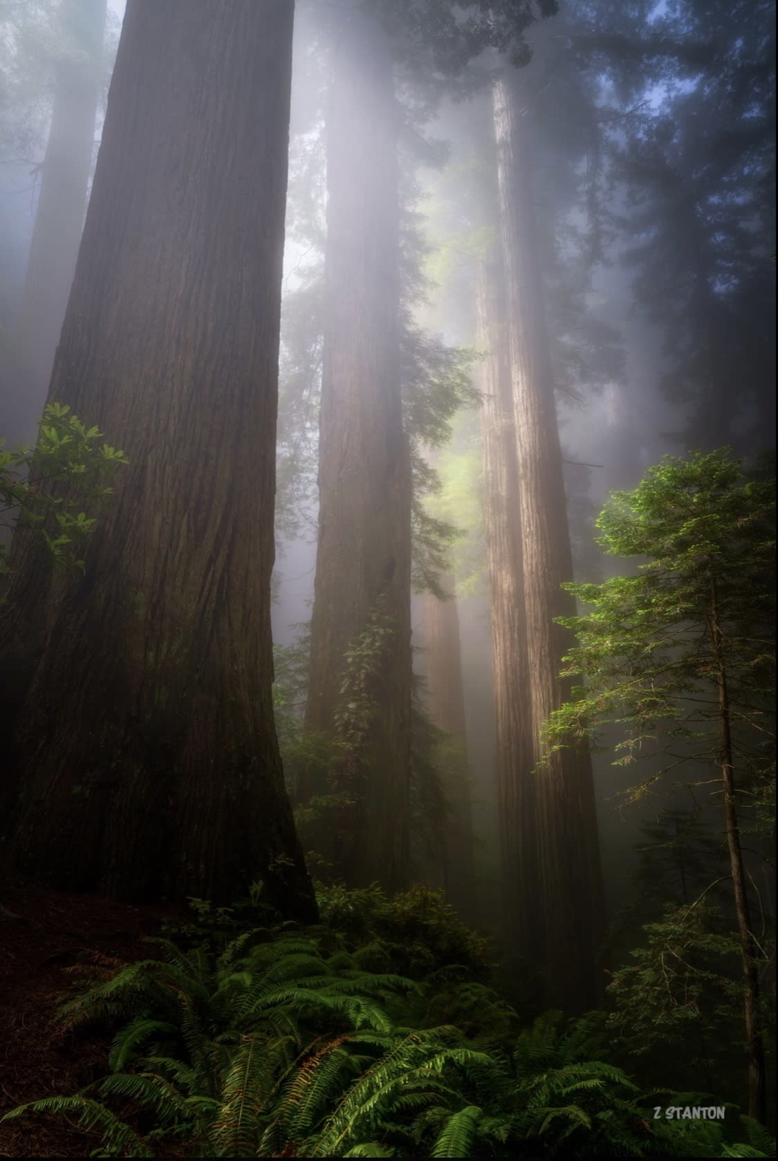 humboldt-red-wood-forest