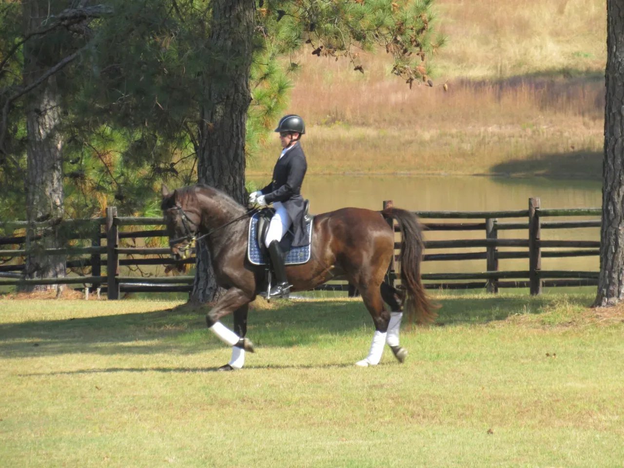 A rider in dressage gear gracefully guides a horse through the lush green grass.