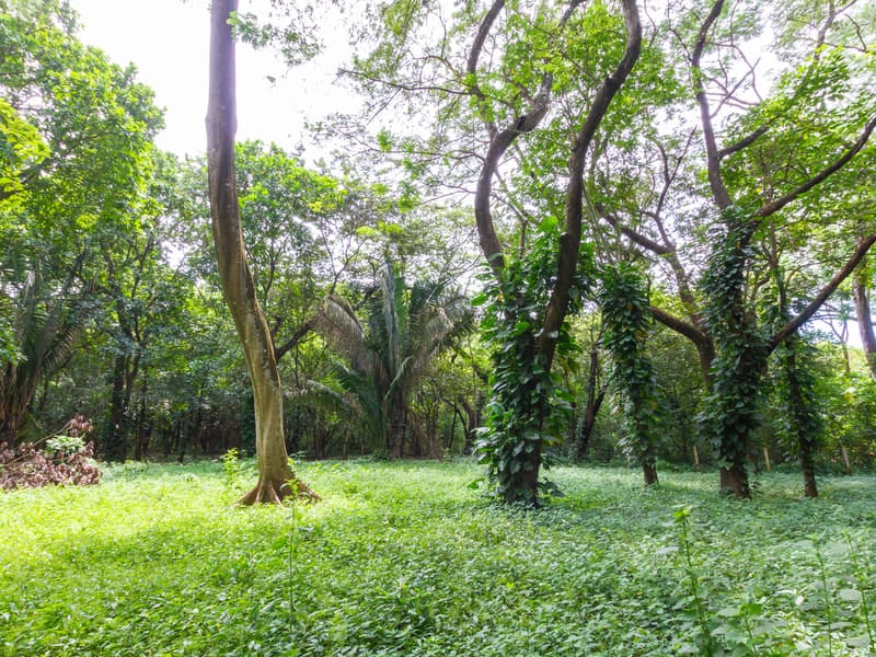 1 Acre Jungle Property