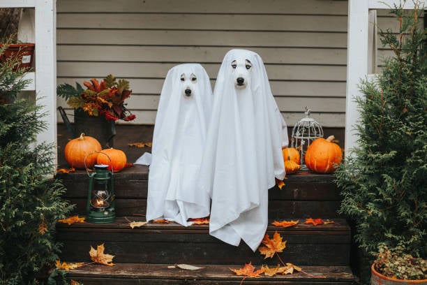 Two dogs dressed as ghosts sit among pumpkins on a Halloween-decorated porch.