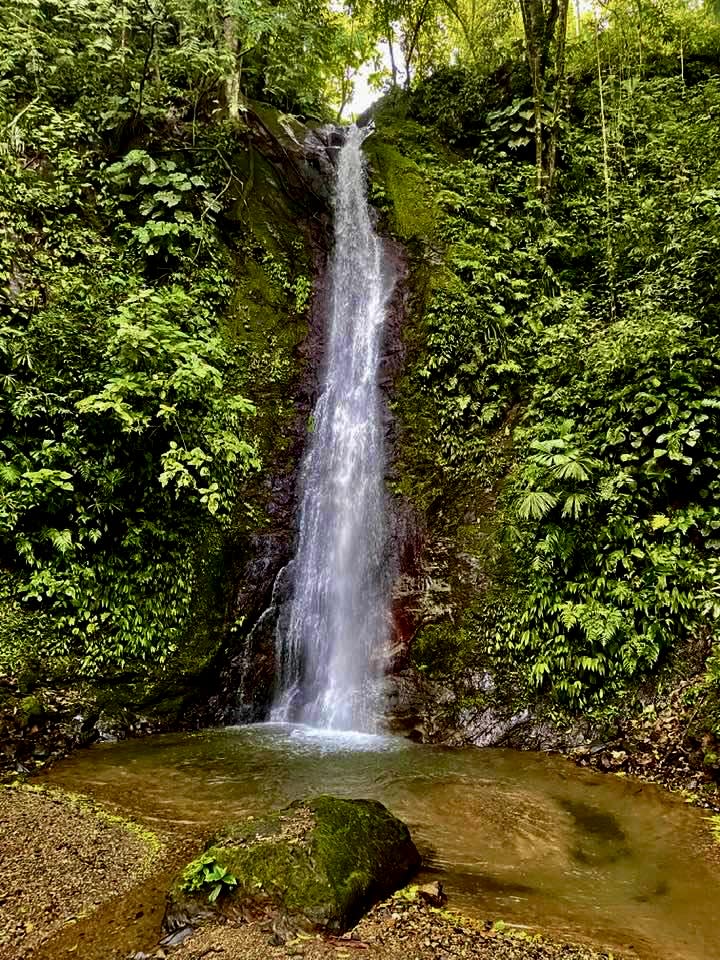 Wildlife•Wildlife •Wildlife, Tres Rios, Puntarenas