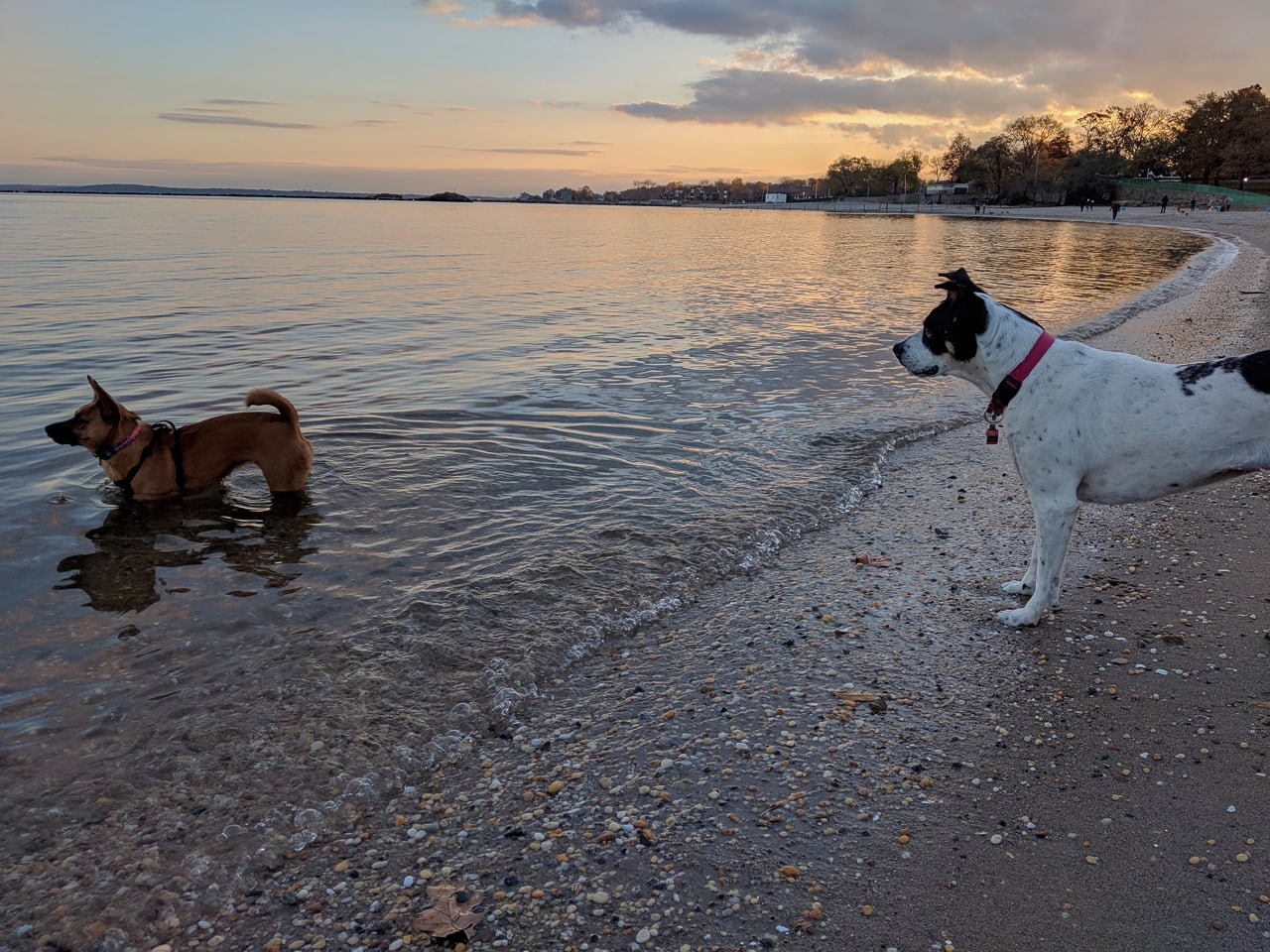 Best Dog Parks in Westchester