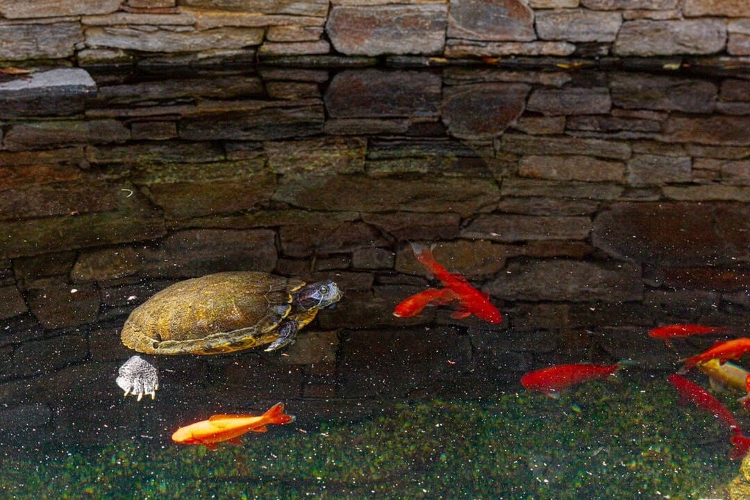 Mandeville Canyon Rd, 90049